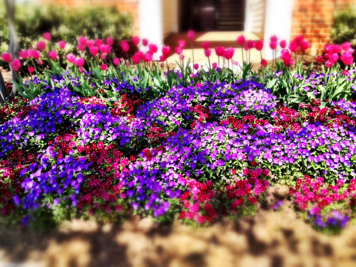 Petunias