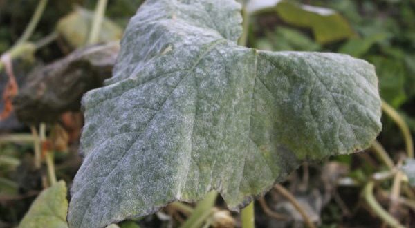 Powdery Mildew