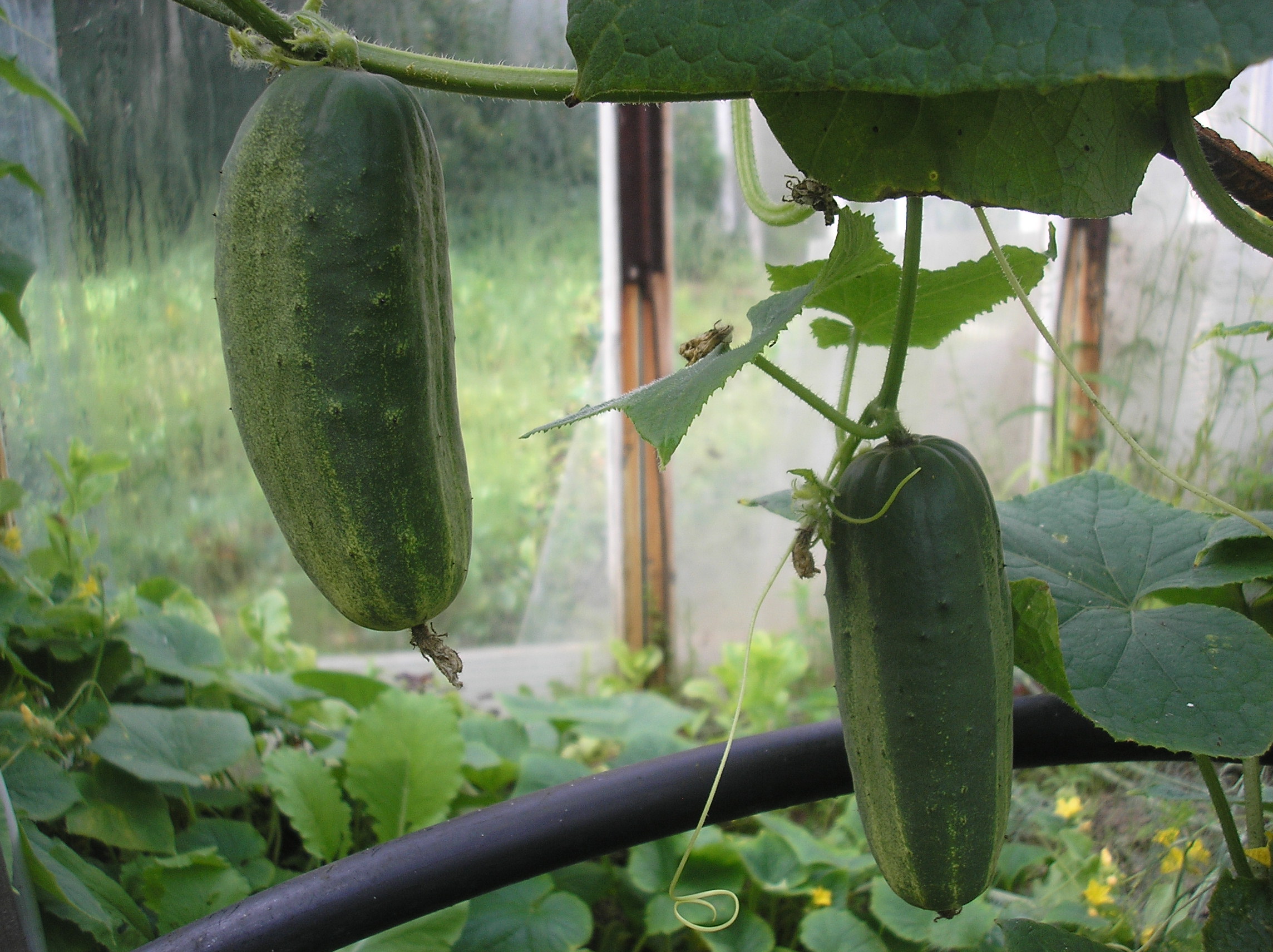 Parisiske Gherkin