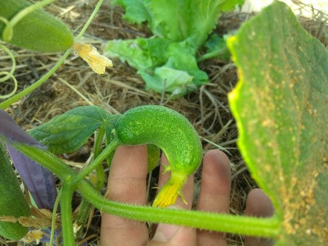 Mga Cucumber Grow curves