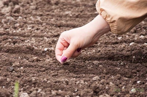 Å plante frø