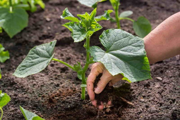 kung anong pataba ang pinakamahusay para sa mga pipino