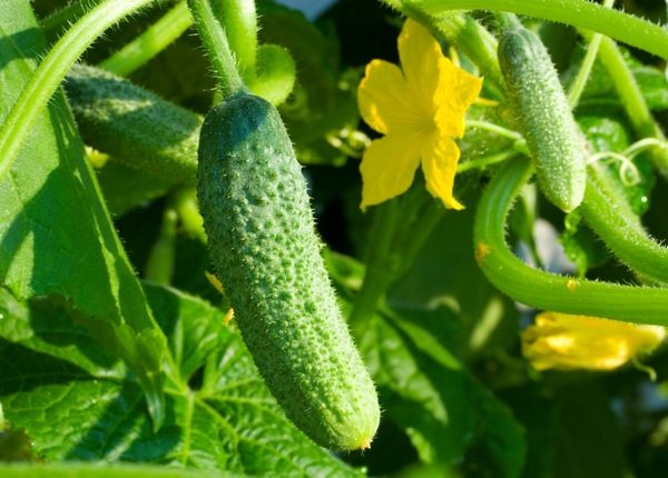 uri ng mga pipino para sa mga suburb