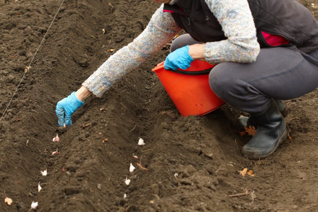 knoflook planten