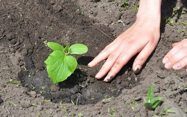 het planten van zaailingen van komkommers