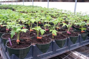 Cultiver et prendre soin de la tomate 