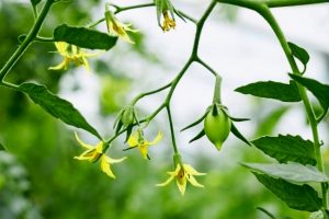 spraying tomato boric acid to the ovary