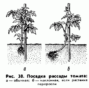 posadka-rassady-tomata