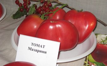 Tomate 