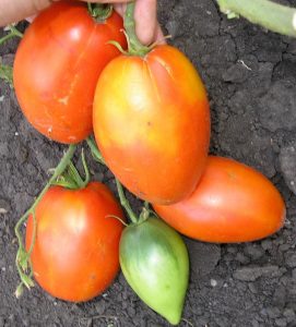 tomato königsberg characteristic and description of the variety