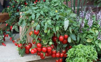 Tomates cerises sur le rebord de la fenêtre, grande récolte à la maison