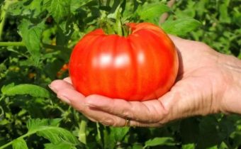 tomato steak characteristic and description of the variety