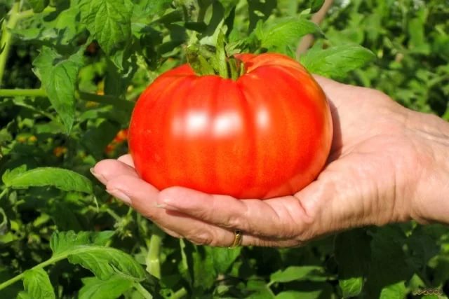 tomato steak characteristic and description of the variety