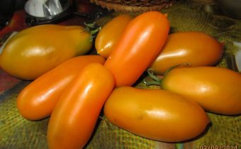 tomate poisson rouge caractéristique et description de la variété