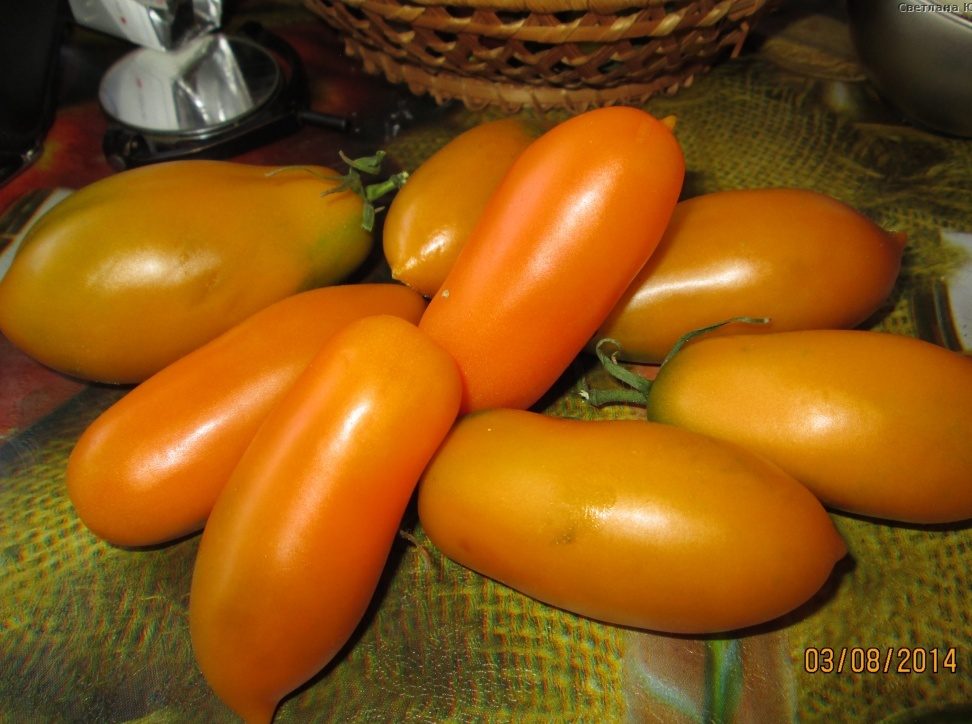 tomate poisson rouge caractéristique et description de la variété