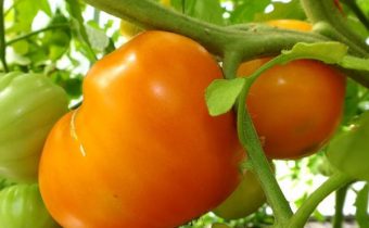 tomato orange heart characteristic and description of the variety