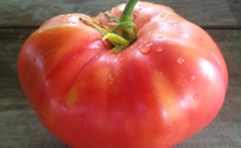 Description de la variété tomate rose miel