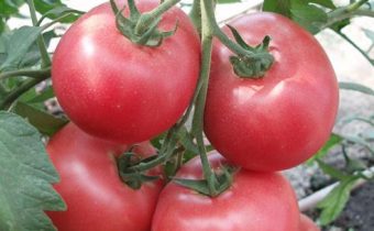 tomate sauvage rose caractéristique et description de la variété