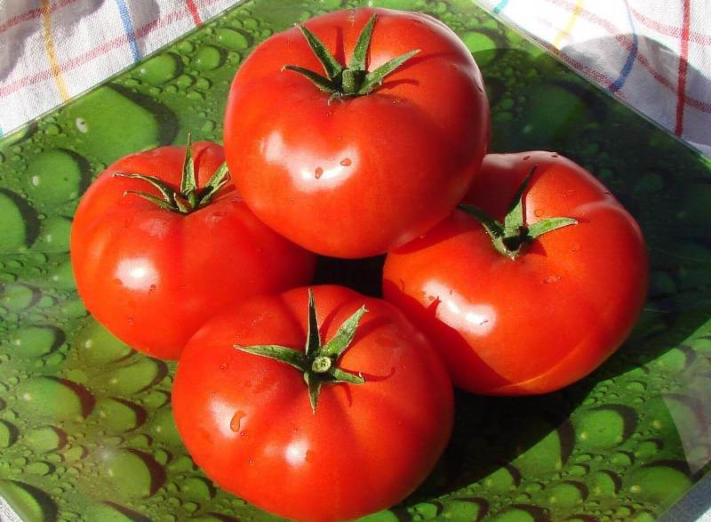 tomato bobcat characteristic and description of the variety