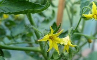 than to feed the tomatoes during flowering and fruit set