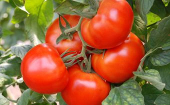 tomate andromède caractéristique et description de la variété