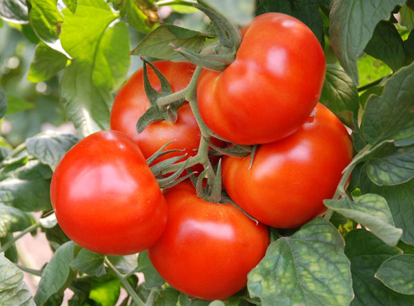 tomate andromède caractéristique et description de la variété