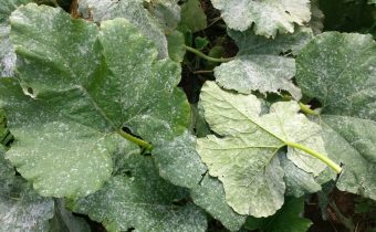 Mealy dew on tomatoes. A photo. How to fight?