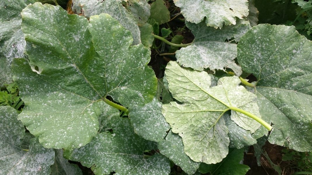 Mealy dew on tomatoes. A photo. How to fight?