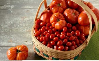 Tomato seed treatment before planting seedlings