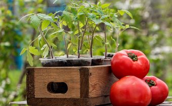 when to plant tomatoes for seedlings in 2018 for the greenhouse on the lunar calendar?