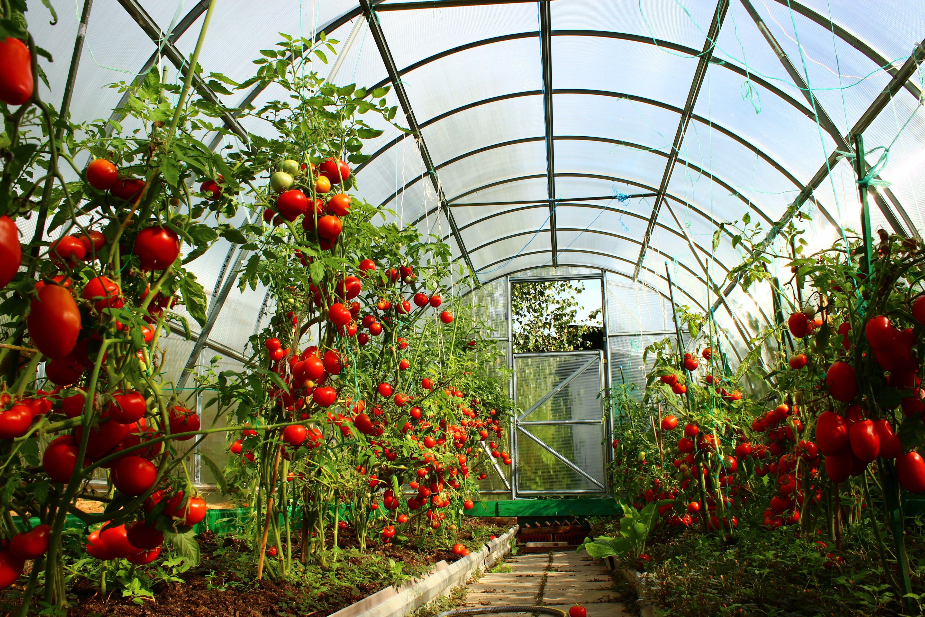 Planter des tomates en serre nécessite une approche compétente