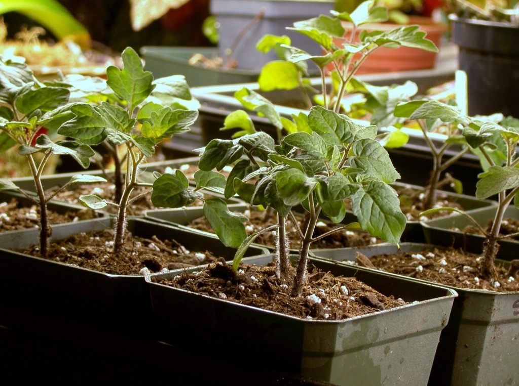 Terms of planting tomato seedlings in 2018 in central Russia