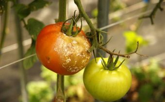 Phytophthora on tomatoes