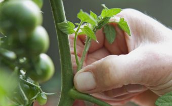 Masquer les tomates