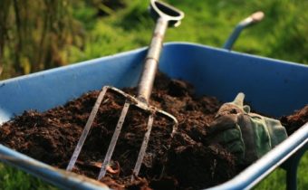 How to properly dilute and feed tomatoes mullein