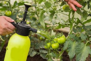 Traitement de la tomate