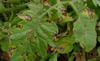 alternaria di pomodoro