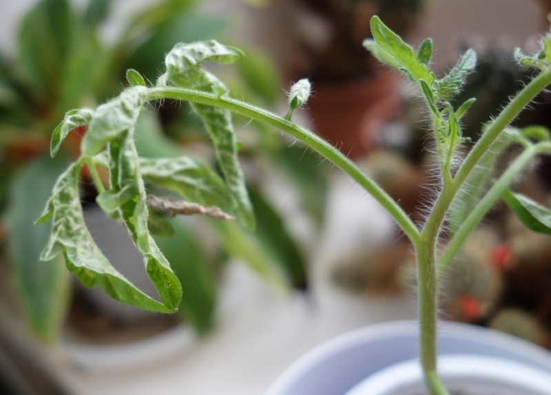 Eden (edema) en tomates, qué hacer, qué tratar