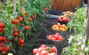 Récolte de tomates