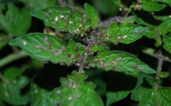 Tomatoes infected with aphids