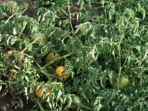 Tomates atteintes de pucerons