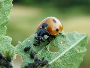 Coccinelle de puceron