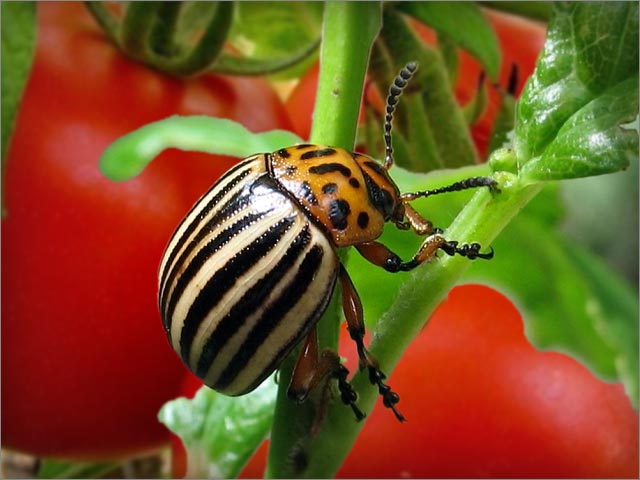 Colorado potato beetle sa mga kamatis