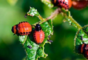 Mapanganib mula sa Colorado potato beetle