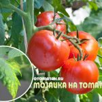 Tomato Mosaic Virus