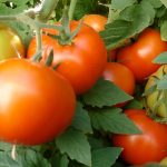 Ammonia for tomato