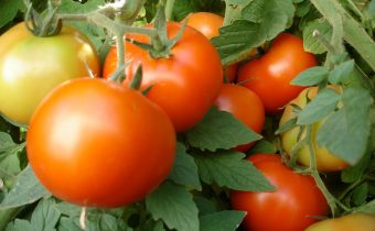 Ammoniac pour la tomate