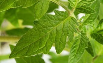 Feuille de tomate