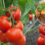 Irrigazione a goccia dei pomodori in bottiglia