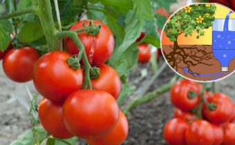 Irrigation goutte à goutte de tomates en bouteilles